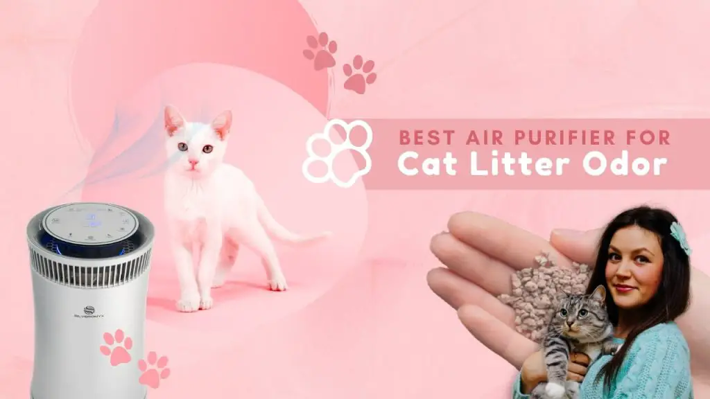 Best air purifier for cat litter odor