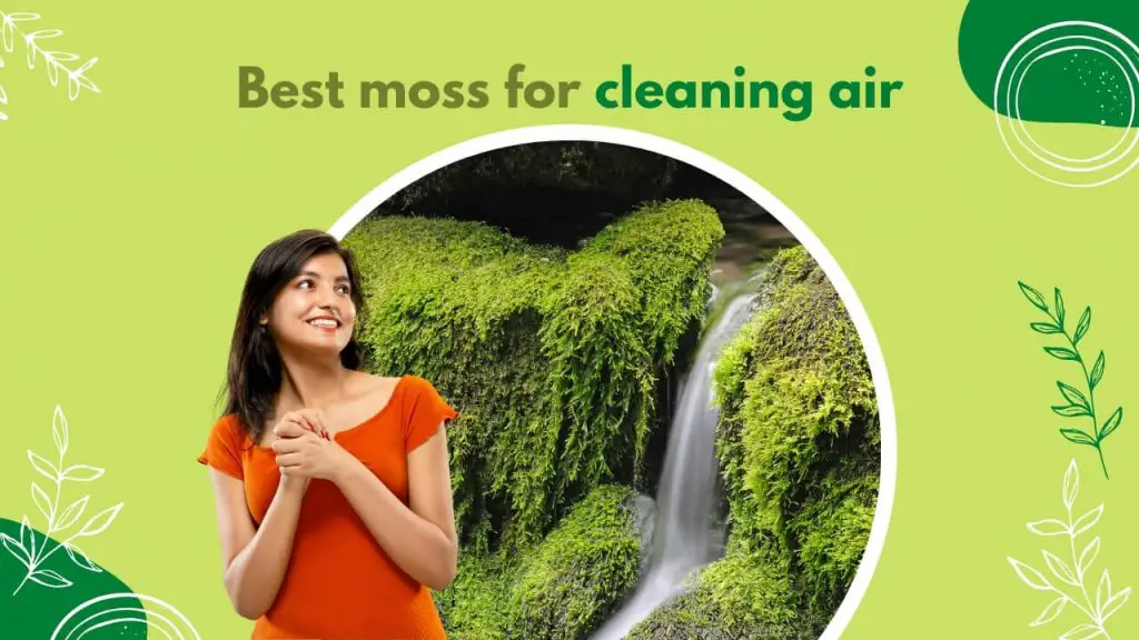 Does Moss Clean the Air?