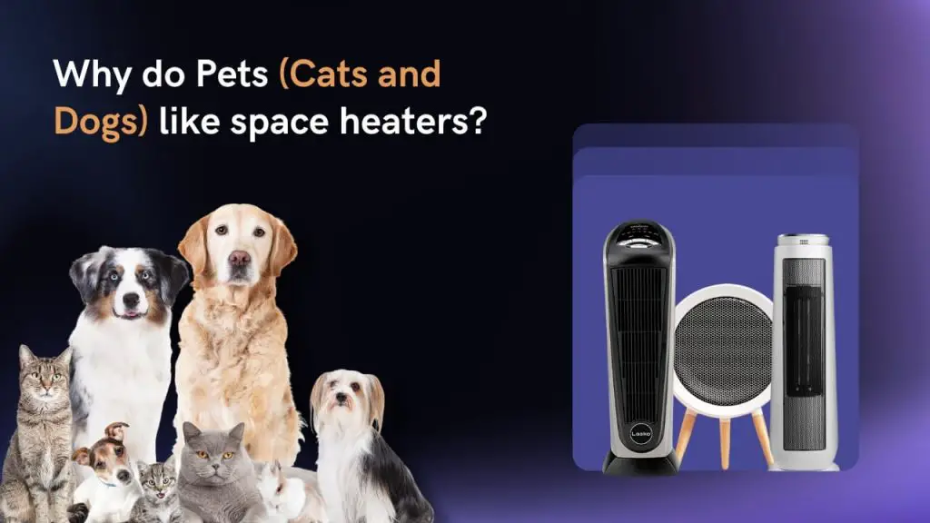 Why do Pets (Cats and Dogs) like space heaters