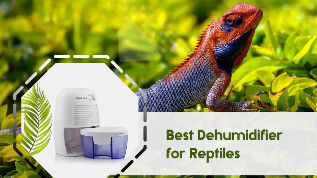 Best Dehumidifier for Reptiles