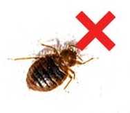 Do Ozone Generators Kill Bed Bugs?