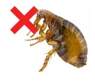 Do Ozone Generators Kill Fleas?