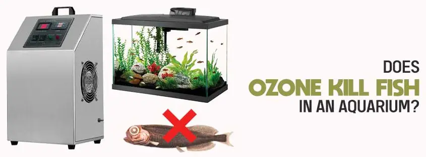 Does Ozone Kill Fish in An Aquarium?