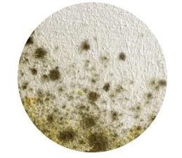Ozone machines remove Mold and mildew smell