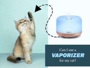 are vaporizers safe for cats?