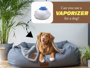 are vaporizers safe for dogs?
