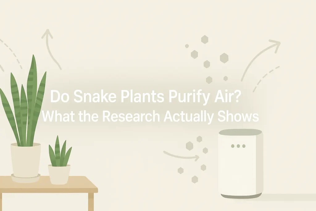 Do Snake Plants Purify Air? What the Research Actually Shows