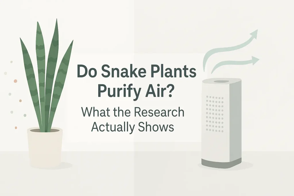 Do Snake Plants Purify Air? What the Research Actually Shows